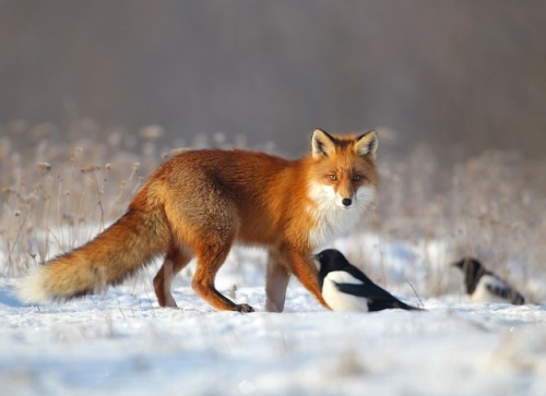 Fox by © Lukasz Dobkowski