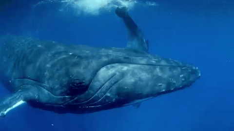 Afbeeldingsresultaat voor walvis gif