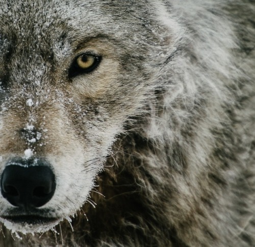 beautiful-wildlife:
“Wolf by Ivan Kislov
”