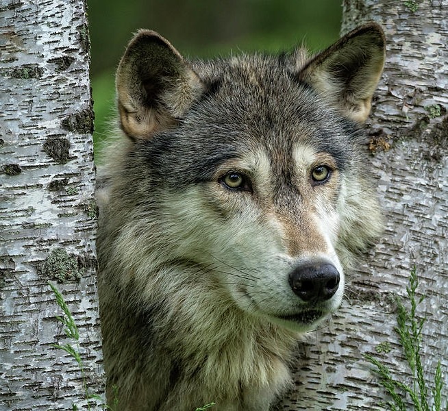 beautiful-wildlife:
“Gray Wolf by © Steven Upton
”