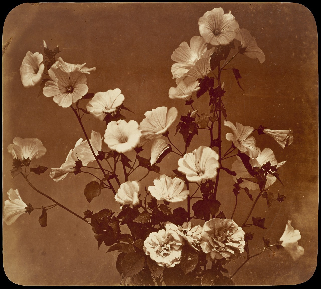 met-photos:
“ [Flower Study, Rose of Sharon] by Adolphe Braun, The Met’s Photography Department
Medium: Albumen silver print from glass negative
Gift of Gilman Paper Company, in memory of Samuel J. Wagstaff Jr., 1987 Metropolitan Museum of Art, New...