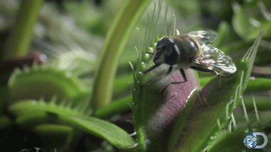 Check out this venus flytrap catch and digest flies >> http://ow.ly/rG9dG