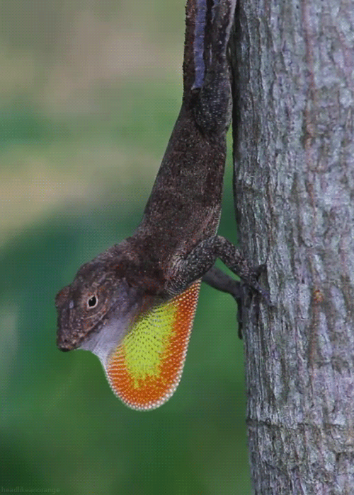 Crested anole (Day’s Edge Productions)