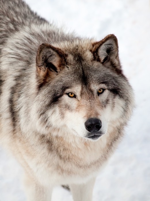 wolfsheart-blog:
“Beautiful Wolf by © Denis Pepin.
”