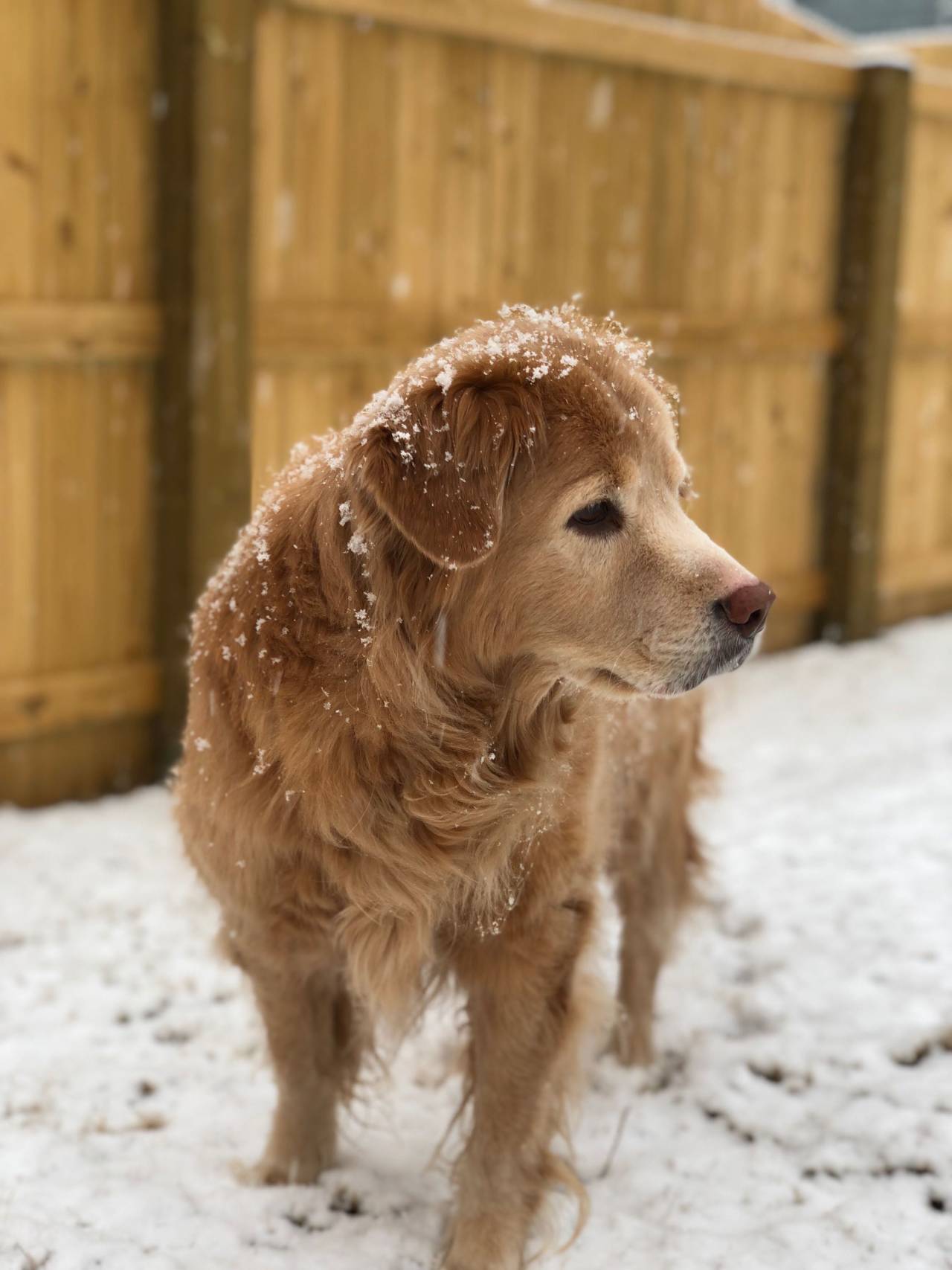 She’s getting old, but still makes a good snow pup
Source: http://bit.ly/2DvMXSW