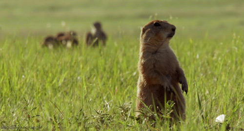 Black-tailed prairie dog (North America - Discovery Channel)