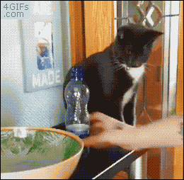 Cat vs. water bottle. [Full video]