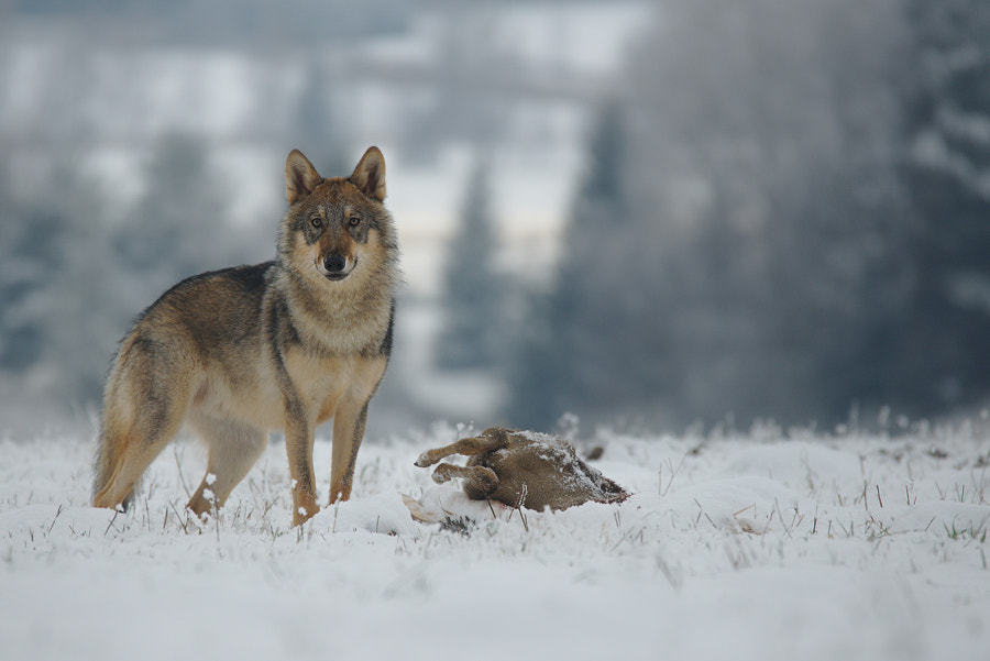 her-wolf:
“ Grey wolf with his prey ©Christophe VIAL
”
