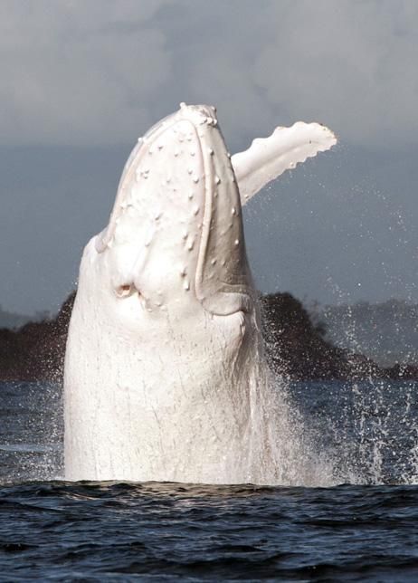 sixpenceee:
“An extremely rare white whale off the coast of Australia.
”