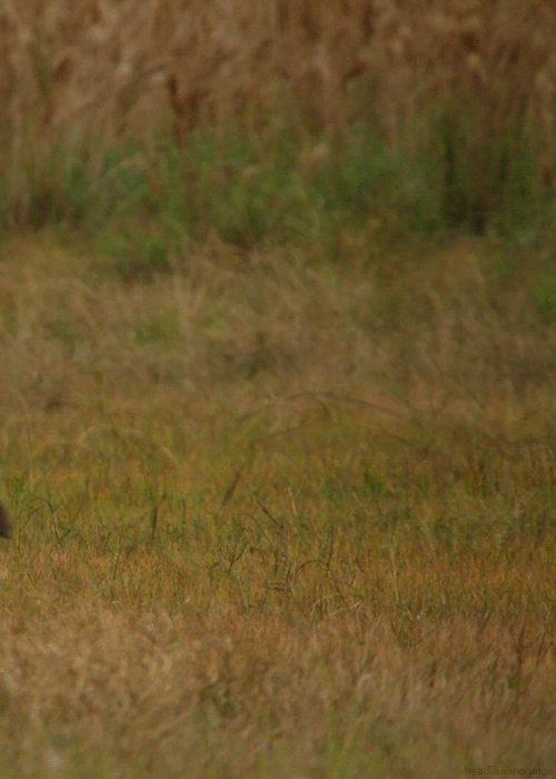 Young South American tapir (Wild Brazil - BBC)