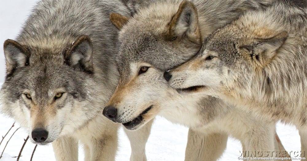 wolfsheart-blog:
“3 Amigos :) by Marc Latremouille on 500px.
”