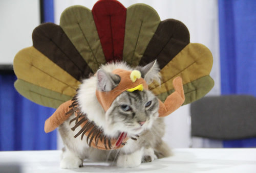 Image result for cats in thanksgiving costumes