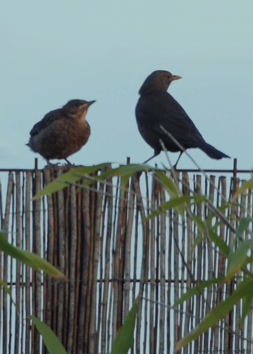 Fledgling blackbird and its parent