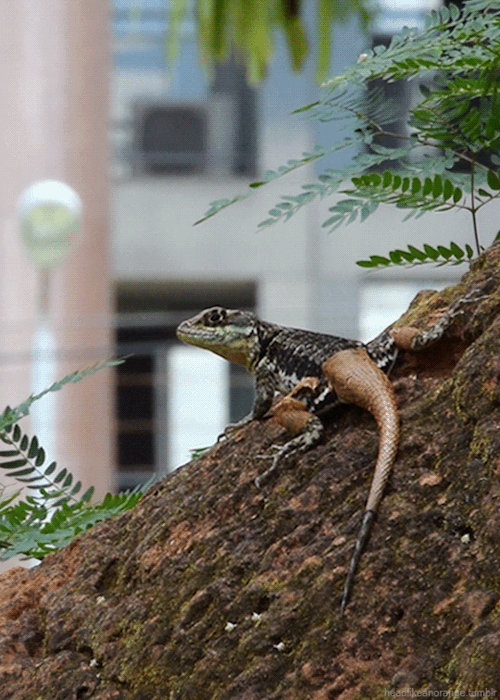 Lizard in Parque Olhos D'Água, Brasília, Brazil