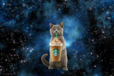 Image result for space cat