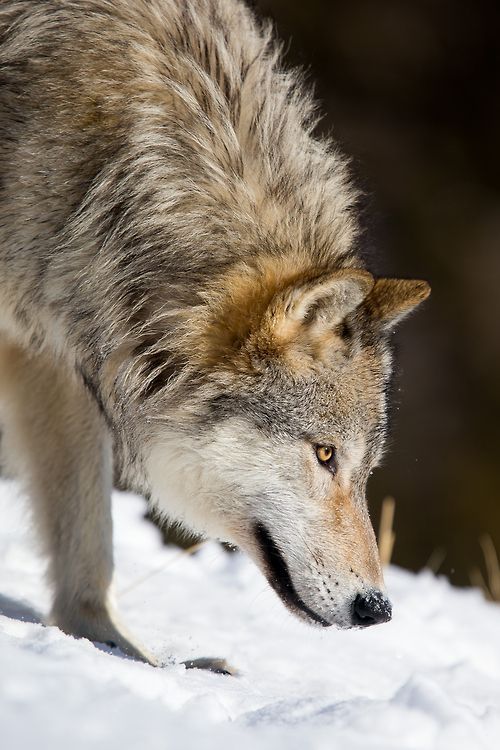 wolfsheart-blog:
“Grey Wolf tracking down in snow by Christophe.
”