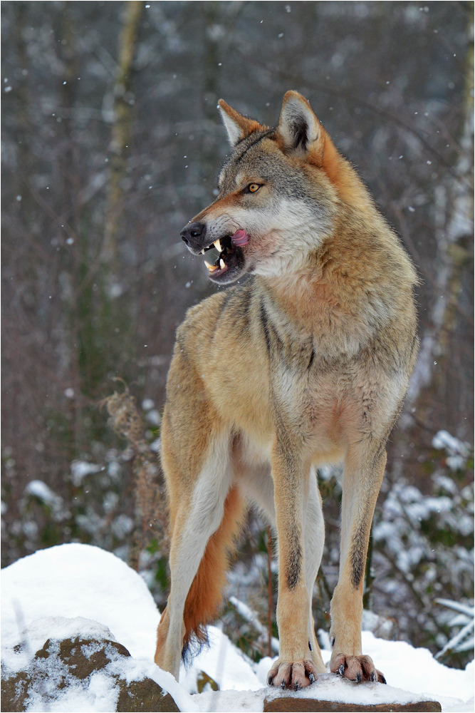 her-wolf:
“  ► by Frank-Uwe Andre
”