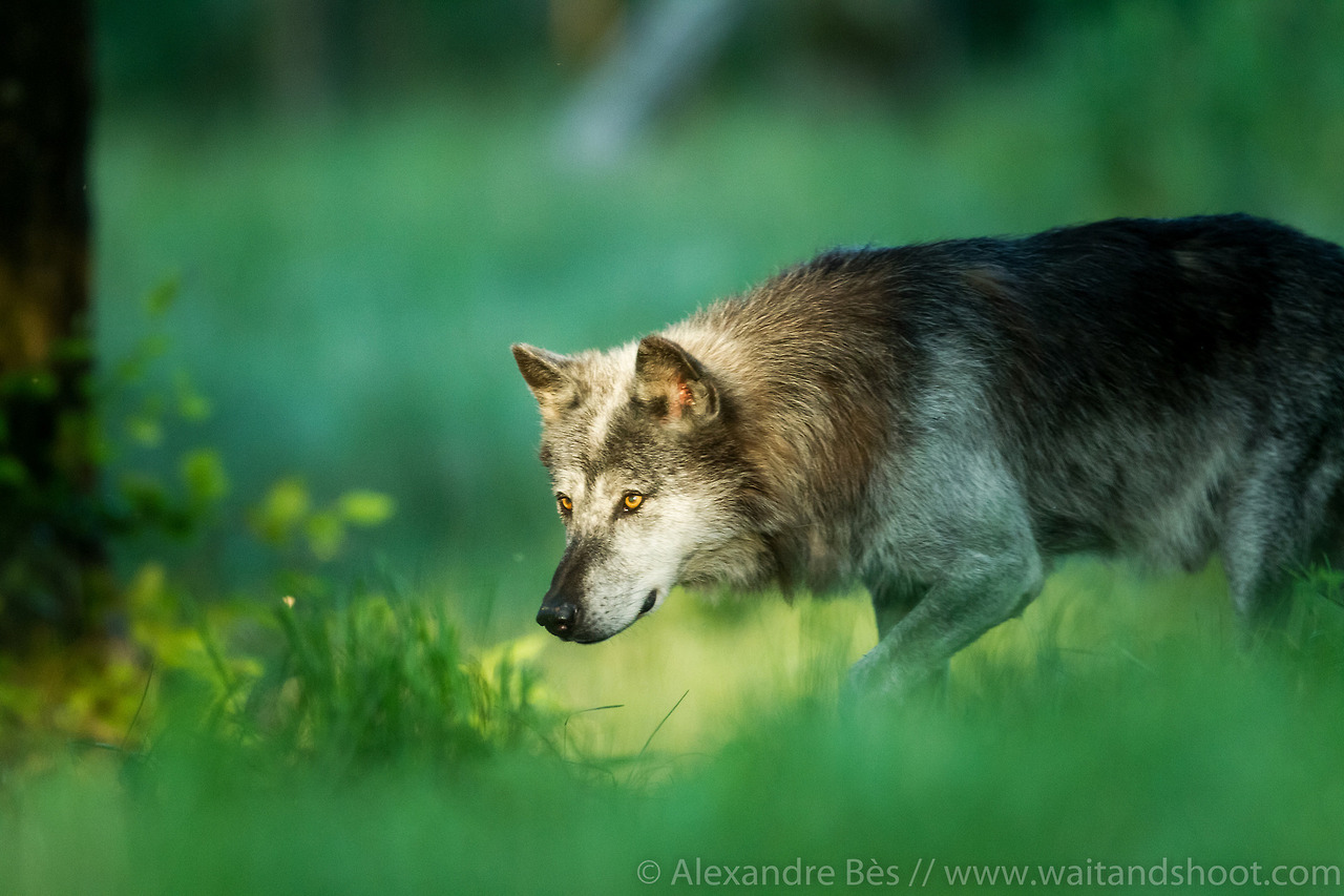 wolveswolves:
“By Alexandre Bès
”