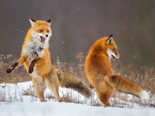 Fox Dance by © Lukasz Dobkowski