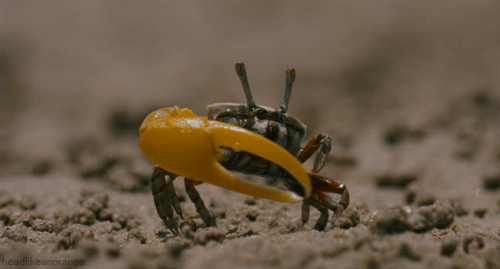 A male fiddler crab trying to attract a female. (Les Animaux Amoureux)