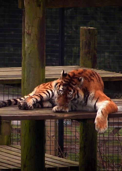 Amur tiger at Whipsnade Zoo. (The Zoo - ITV)