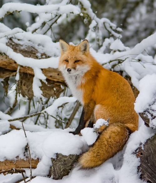 beautiful-wildlife:
“Algonquin Park Fox by © Nicki Williams
”