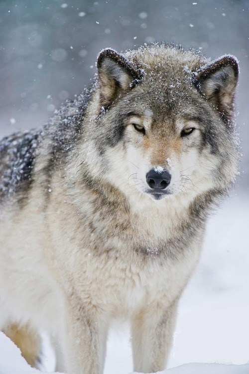 Timber Wolf by © Wolves Only