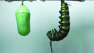 sixpenceee:
“This gif show a caterpillar becoming the cocoon. It’s so fascinating.
”