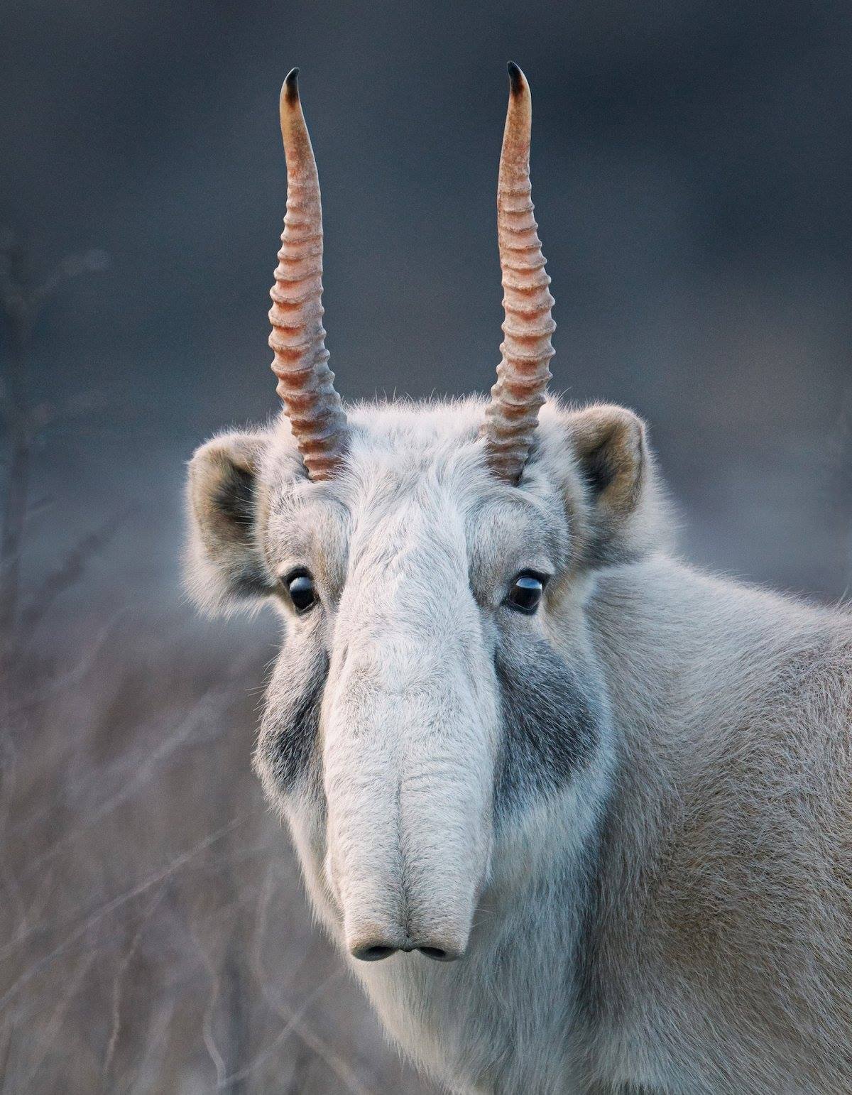 myfrogcroaked:
“ Here is the best animal face you will see today!
This is a Saiga antelope (Saiga tatarica), a species listed in CITES Appendix II and evaluated as critically endangered by the IUCN Red List. It lives in Asia (Kazakhstan, Mongolia,...