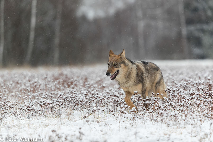 her-wolf:
“ Eurasian gray wolf
One young male eurasian gray wolf (Canis lupus lupus) running towards the camera over a snow covered meadow during snowfall.
© Peter Weimann  ”
