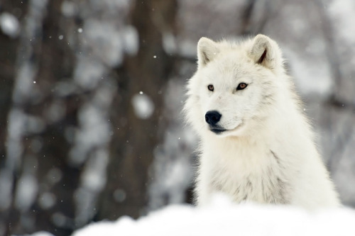 Arctic wolf by Natally