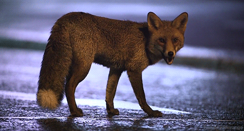 Red fox (Winterwatch - BBC)