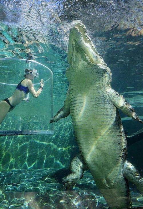 fourtyjuanoz:
“ sixpenceee:
“The sheer size of this saltwater crocodile. The Cage of Death is an attraction at the Crocosaurus Cove in Darwin, Australia that allows visitors to dive with saltwater crocodiles.
”
I’m tryna gooo 🐊🐊
”
