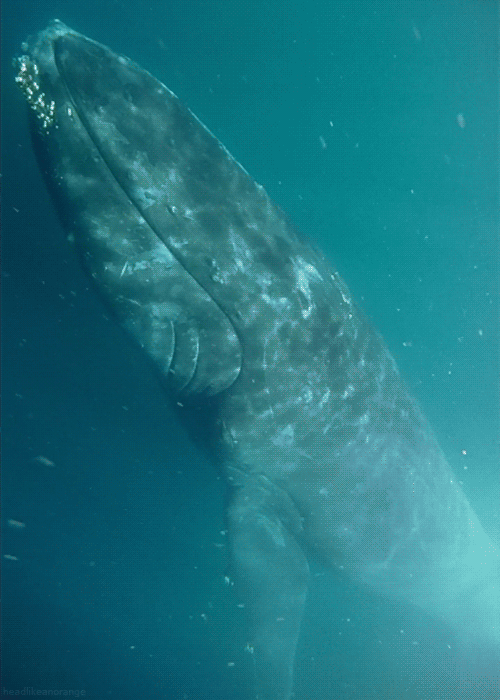 An Arabian humpback whale (Wild Arabia - BBC)