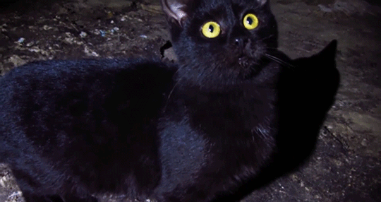 black cats black cat gif | WiffleGif