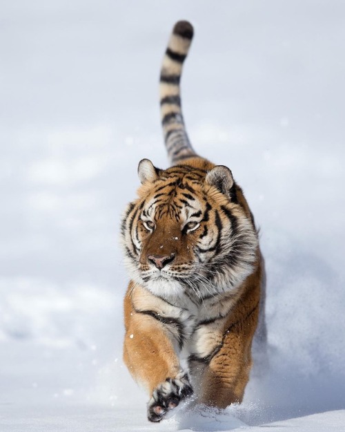 Siberian Tiger by © serhat_demiroglu_photography
