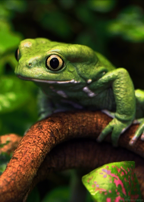 Waxy monkey frog (The Zoo - ITV)