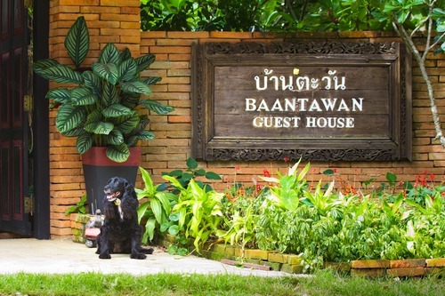 pet friendly hotels in Pai