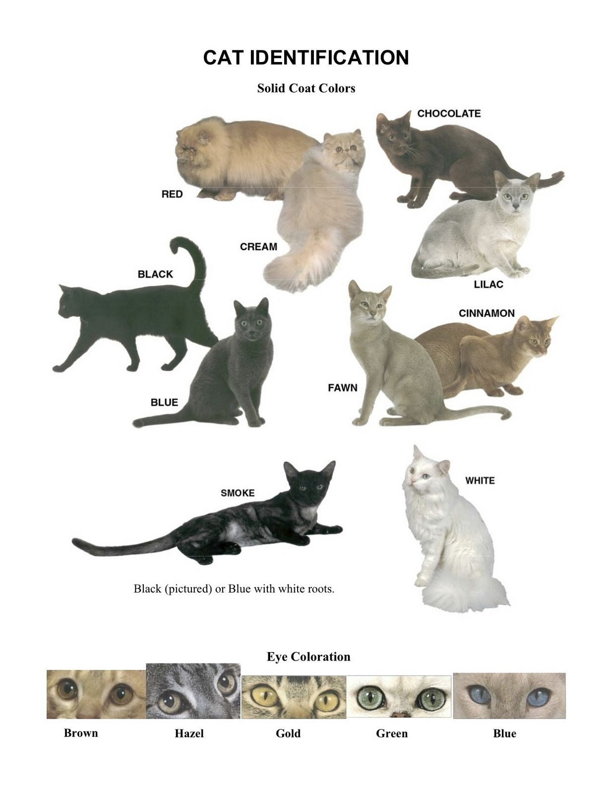 cat colours — askfoxstorm: This may help some of you!