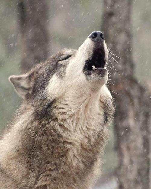Howling by © Robert Buderman