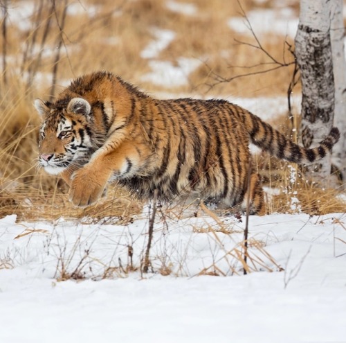 Siberian Tiger by © Milan Zygmunt