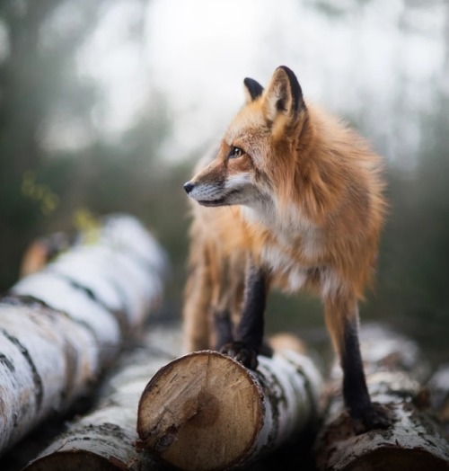 Fox by © Iza Łysoń