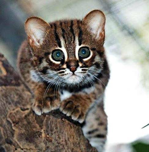 Meet The Rusty-spotted cat. One of the smallest cat species in the world, the Rusty- Spotted Cat has been called the hummingbird of the cat family as at full grown they end up being half the size of a typical domestic cat. (Source:...