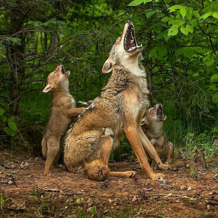 First howling lesson for coyote pups (Source: http://ift.tt/2D7oC2n)
