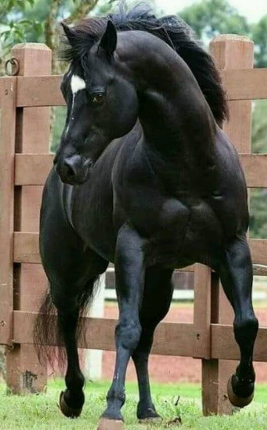 Simply Horses