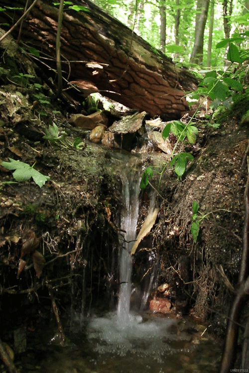 Overflow..small forest stream,