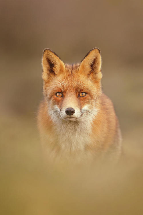 That Foxy Face by © Roeselien Raimond