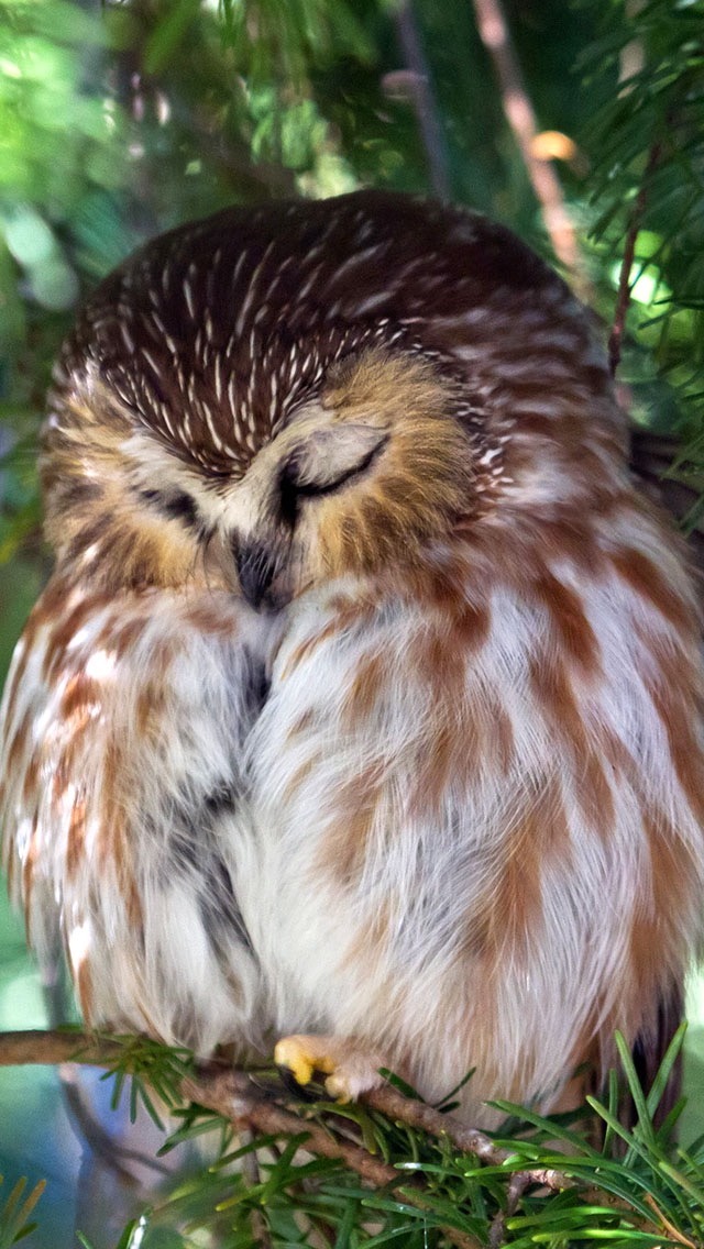 Owl 💤