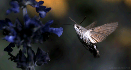 Hummingbird hawk-moth (Richard Hammond’s Invisible Worlds - BBC)
