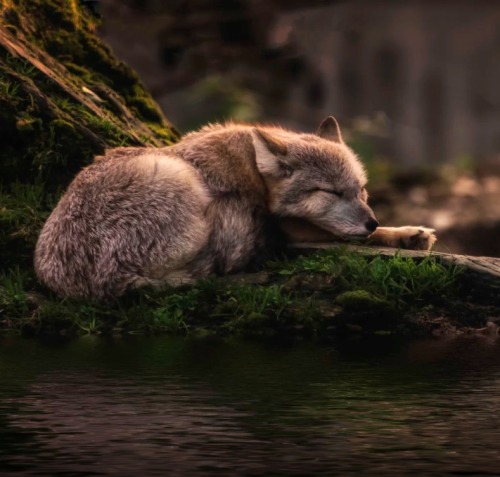 Sleeping where the waters flow by © Michael Rehbein